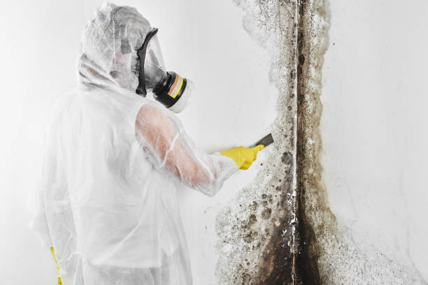 Best Attic Mold Remediation in Riviera Beach, FL