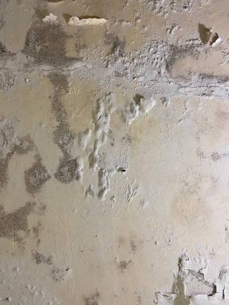 Best Commercial Mold Remediation in Riviera Beach, FL