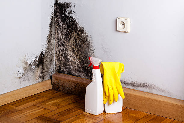 Best Bathroom Mold Remediation in Riviera Beach, FL