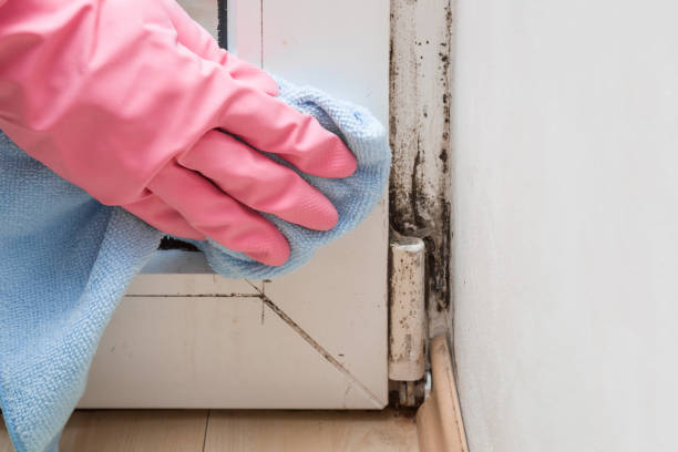 Best Basement Mold Remediation in Riviera Beach, FL
